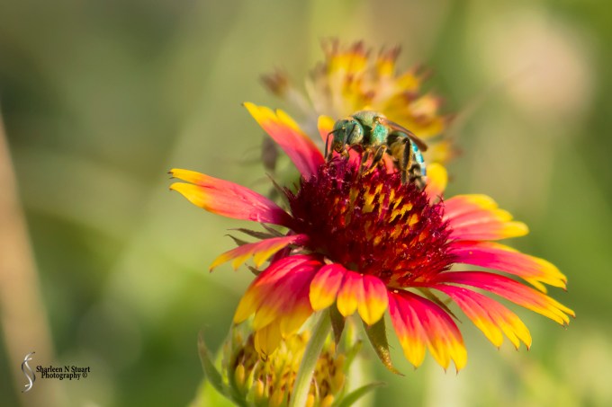 A green bee flitting from plant to plant.