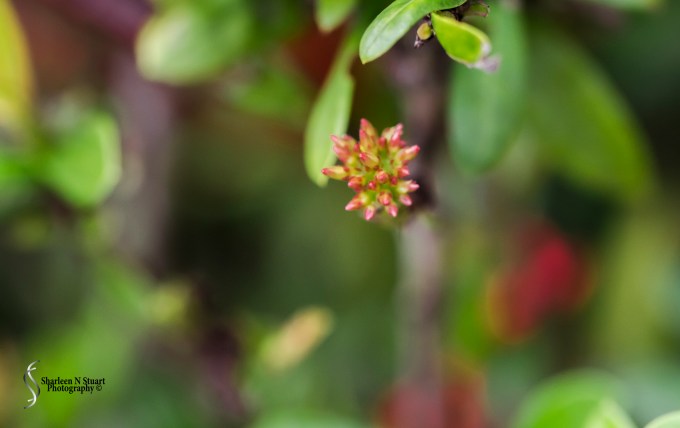 Weeds can be beautiful.