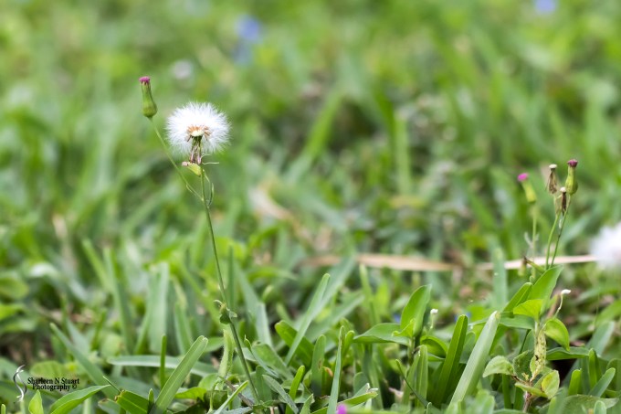 Weeds can be beautiful.