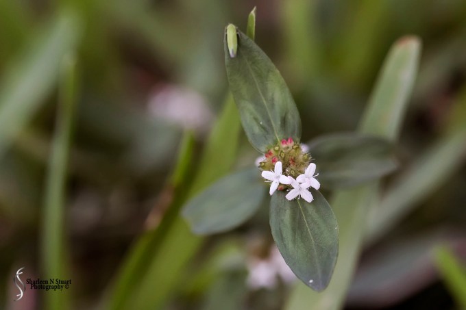 Weeds can be beautiful.