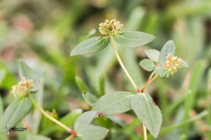 Weeds can be beautiful.