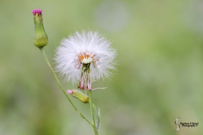 Weeds can be beautiful.