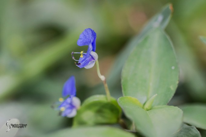 Weeds can be beautiful.