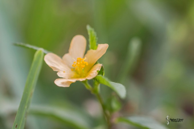 Weeds can be beautiful.