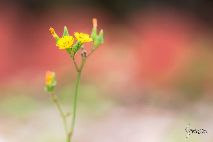Weeds can be beautiful.
