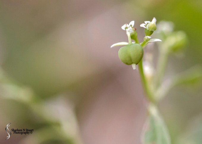 Weeds can be beautiful.