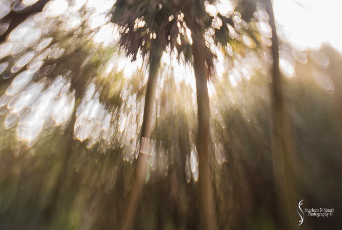 Attempting to focus on a spiderweb