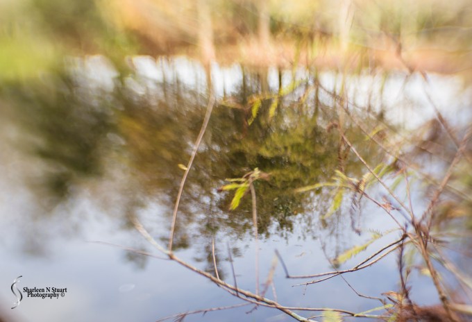 Practicising with the lensbaby