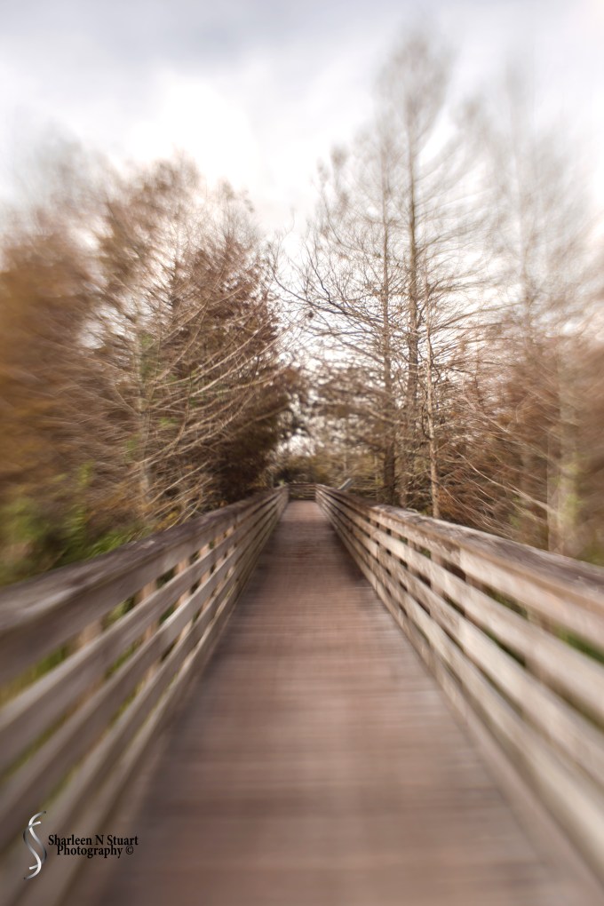 I forced myself to take only one lens to the wetlands - That was my sweet 35 Lensbaby. That was tough, but I knew if I had the zoom it would not come off. I stopped in the the treed area to practice with this lens.