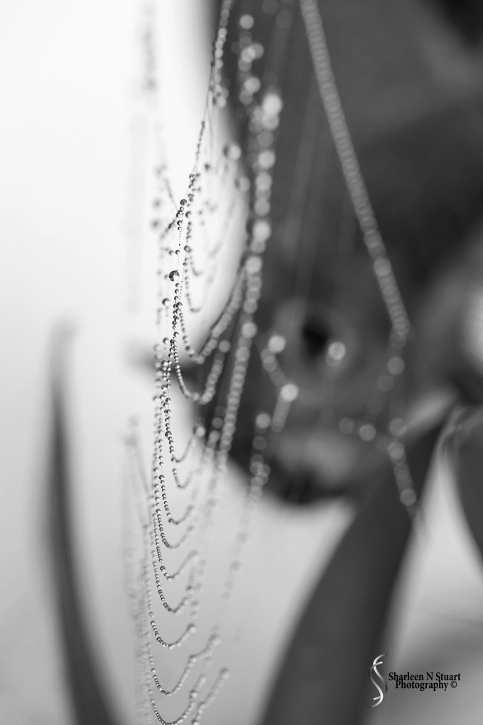 I got photobombed by the squirrell