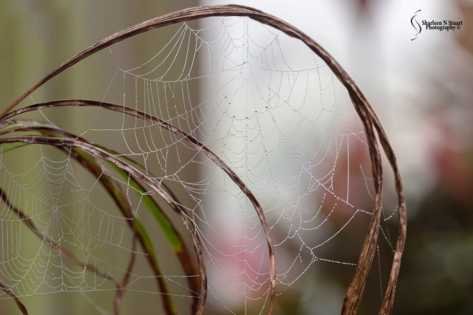 Tiny waterdrops on a web