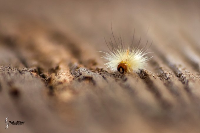 I decided to include a bonus pic today and I really fell in love with this little wiggly worm. I was walking through the wooded area of the wetland looking for random leaves to take a photo of when I spotted him.