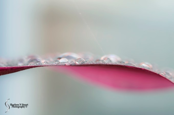 Waterdrops on a leaf