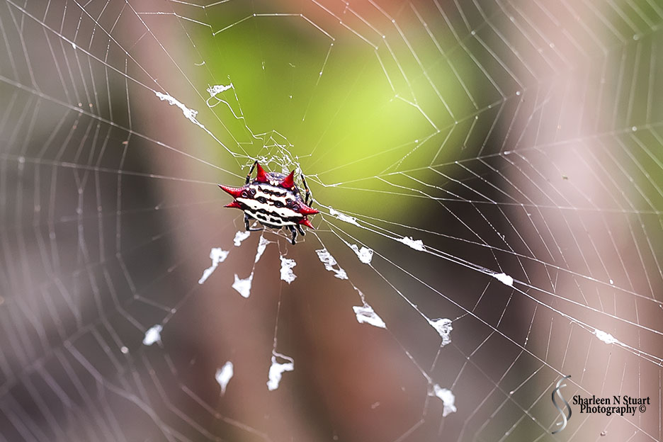 Practicing with the Lensbaby Sweet 35