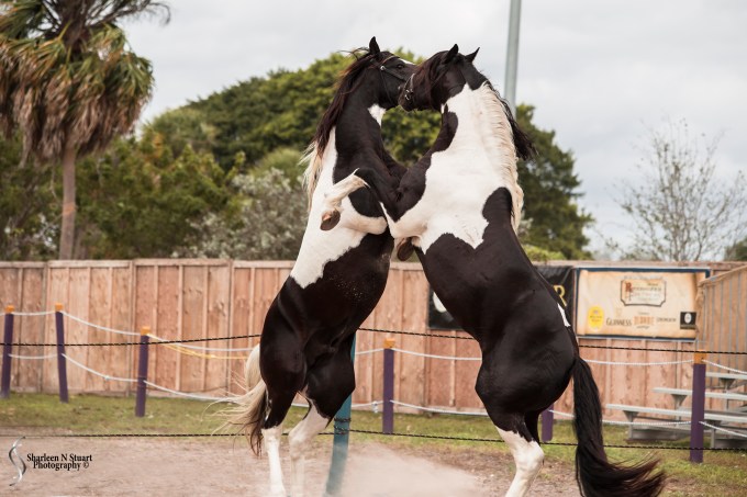 Vikings and Valkyries Weekend