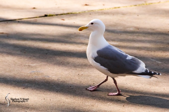 I always thought things were bigger in Texas but after visiting Seattle I am not so sure. Giant seagulls.