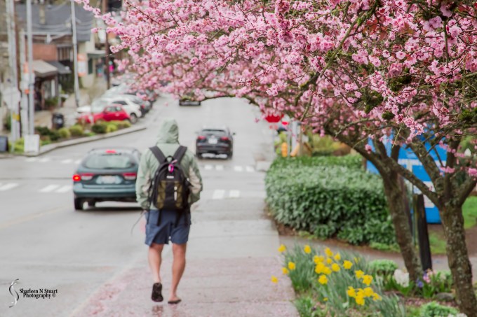 Walking down the main street on Bainbridge Island