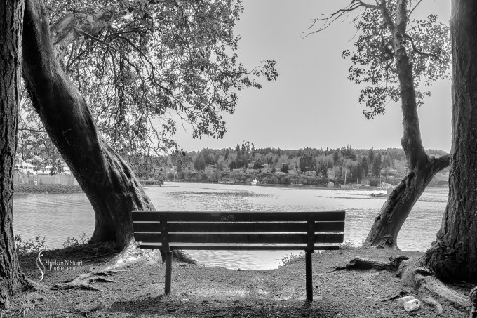 Bainbridge Island - a view from the bench.