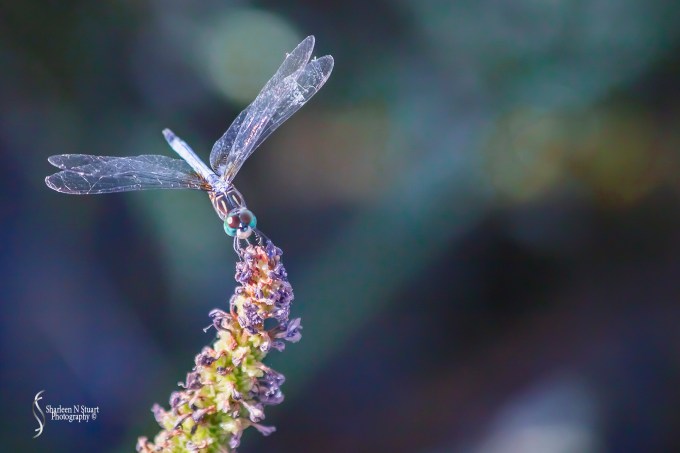 Walking in the wetlands