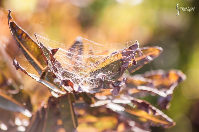 Walking in the wetlands - spider web