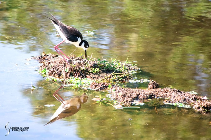 Stilt sitting on what looks like 4 eggs. She kept getting up and turning them this morning