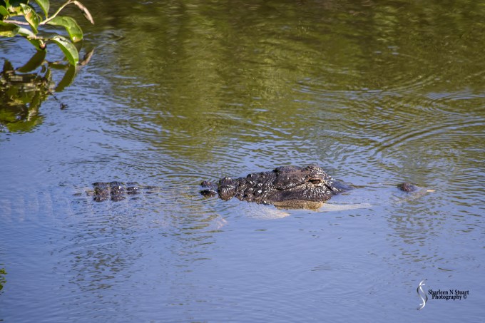 I do believe that this Aligator was the cause of the demise of the Stilt eggs. The good news is the parents are building a new nest. The bad news is that the silly things are building it in a similar area.