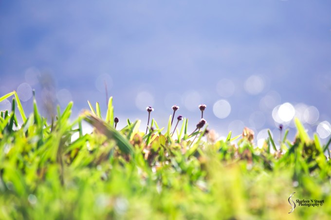 Sitting on the edge of the grass are these tiny weed.