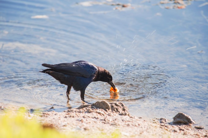 Boat Tailed Grackle