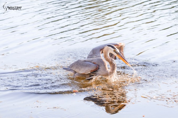 Great Blue Heron
