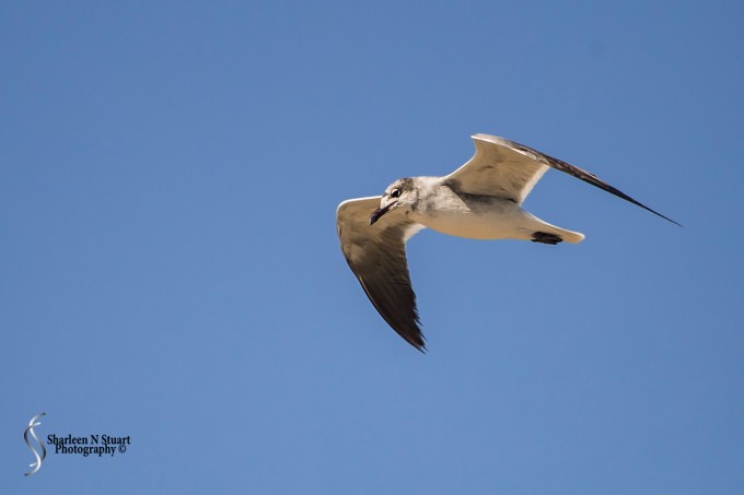 A Seagull doing a fly by.