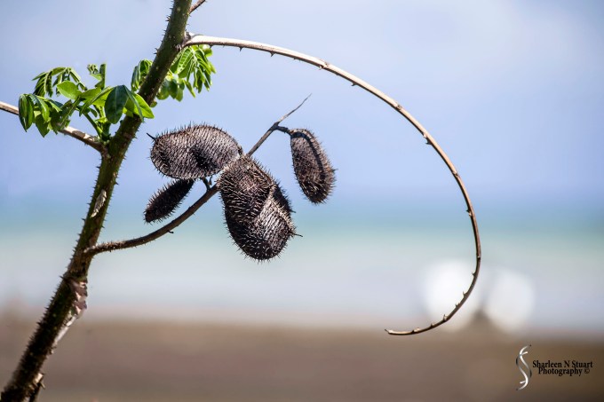 Seed pods at the beach.