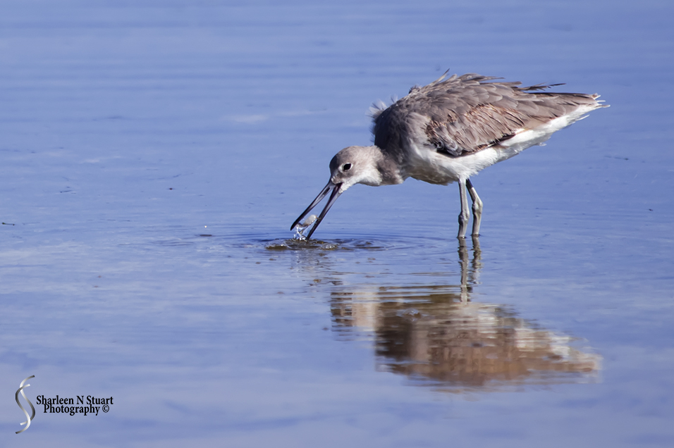 I love that I managed to capture the tiny fish in it's beak.