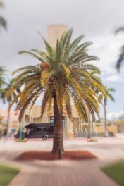 Lensbaby Sweet 35 in action.