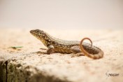 I crouched down to take a photo of this curly tailed lizard and the next thing I heard was and exclamation " Ooh she is taking a photo of the lizard - I have never seen one this size before" Clearly a visitor to Florida.