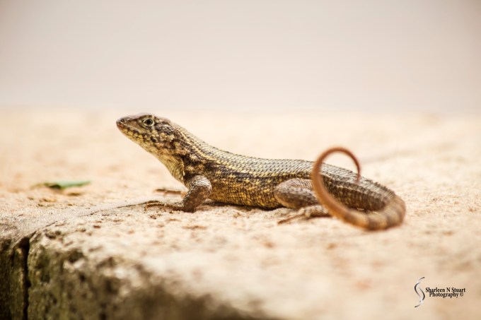 I crouched down to take a photo of this curly tailed lizard and the next thing I heard was and exclamation " Ooh she is taking a photo of the lizard - I have never seen one this size before" Clearly a visitor to Florida.