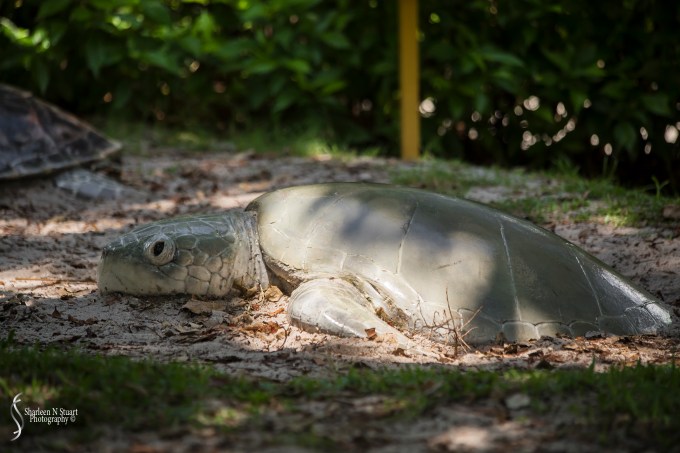 The display outside in the grounds of Gumbo Limbo