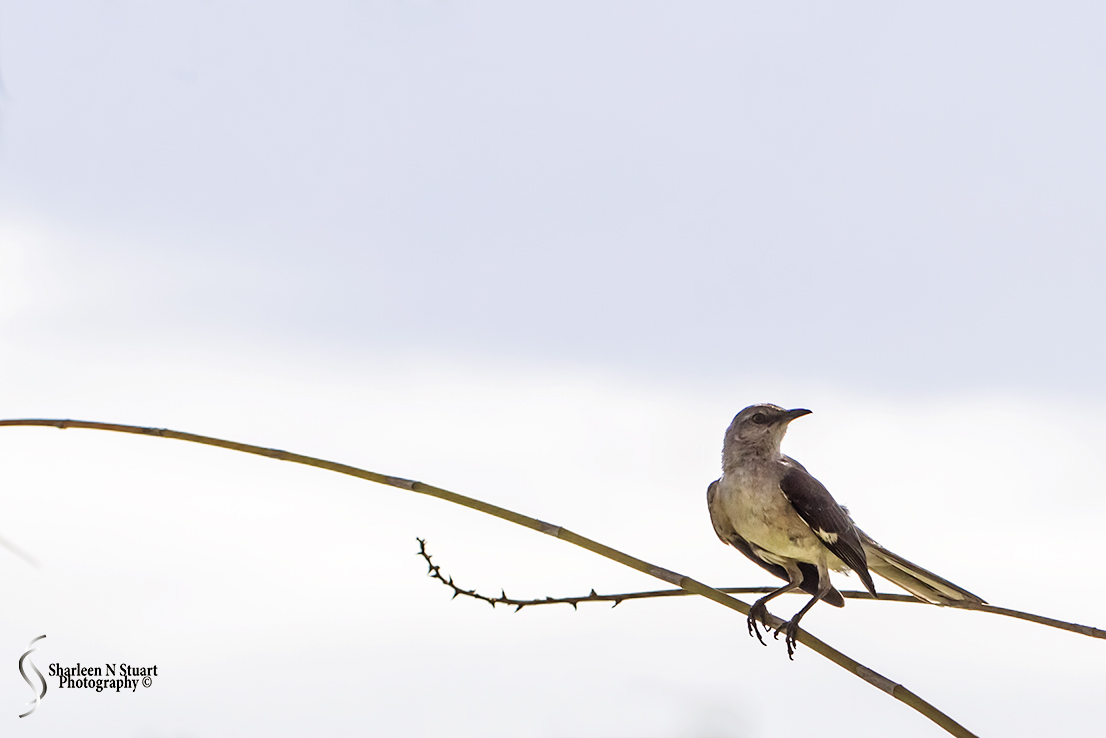 While I was taking an image of a flower and Mockingbird flew onto the old orchid spikes and started "talking" to me. I think he wanted me to put food out but I am waiting for the ducks to come along.
