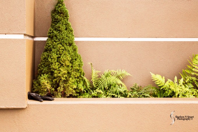 Green in the City: This was perhaps one of my most interesting random finds. Walking up Seattle's Capital Hill one late afternoon, I spotted this random glove lying on the wall.