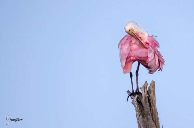 Roseate Spoonbill
