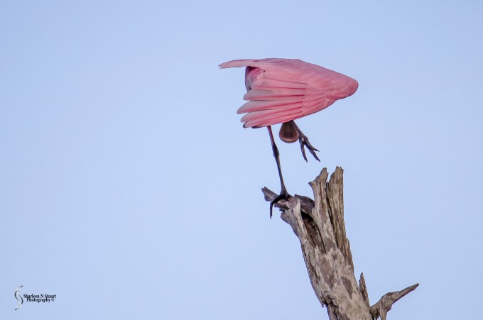 Roseate Spoonbill