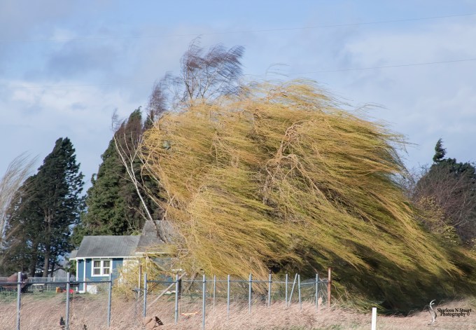 Practicing with the Lensbaby Sweet 35