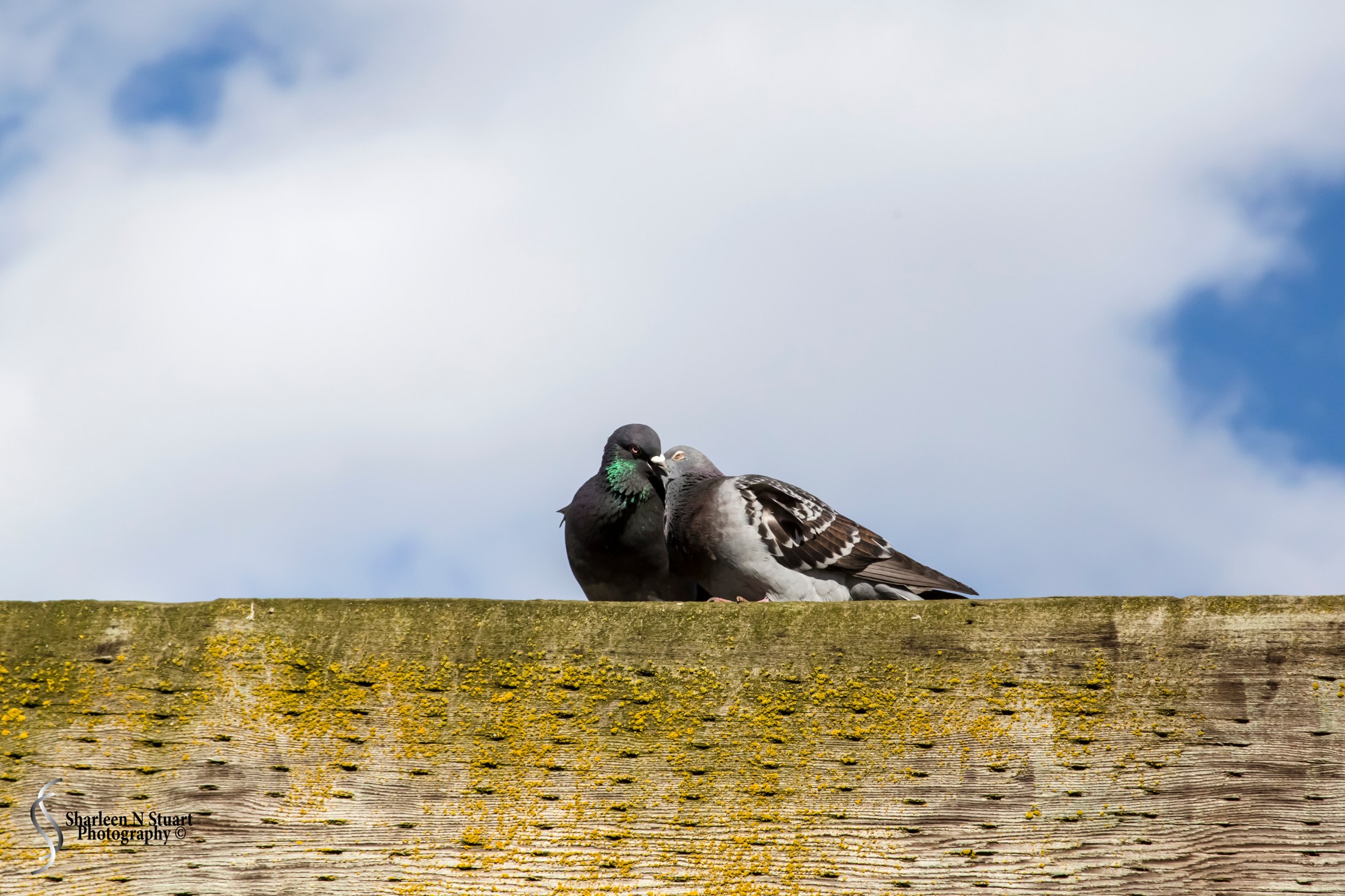 Love is in the air - even if it is just the pigeouns