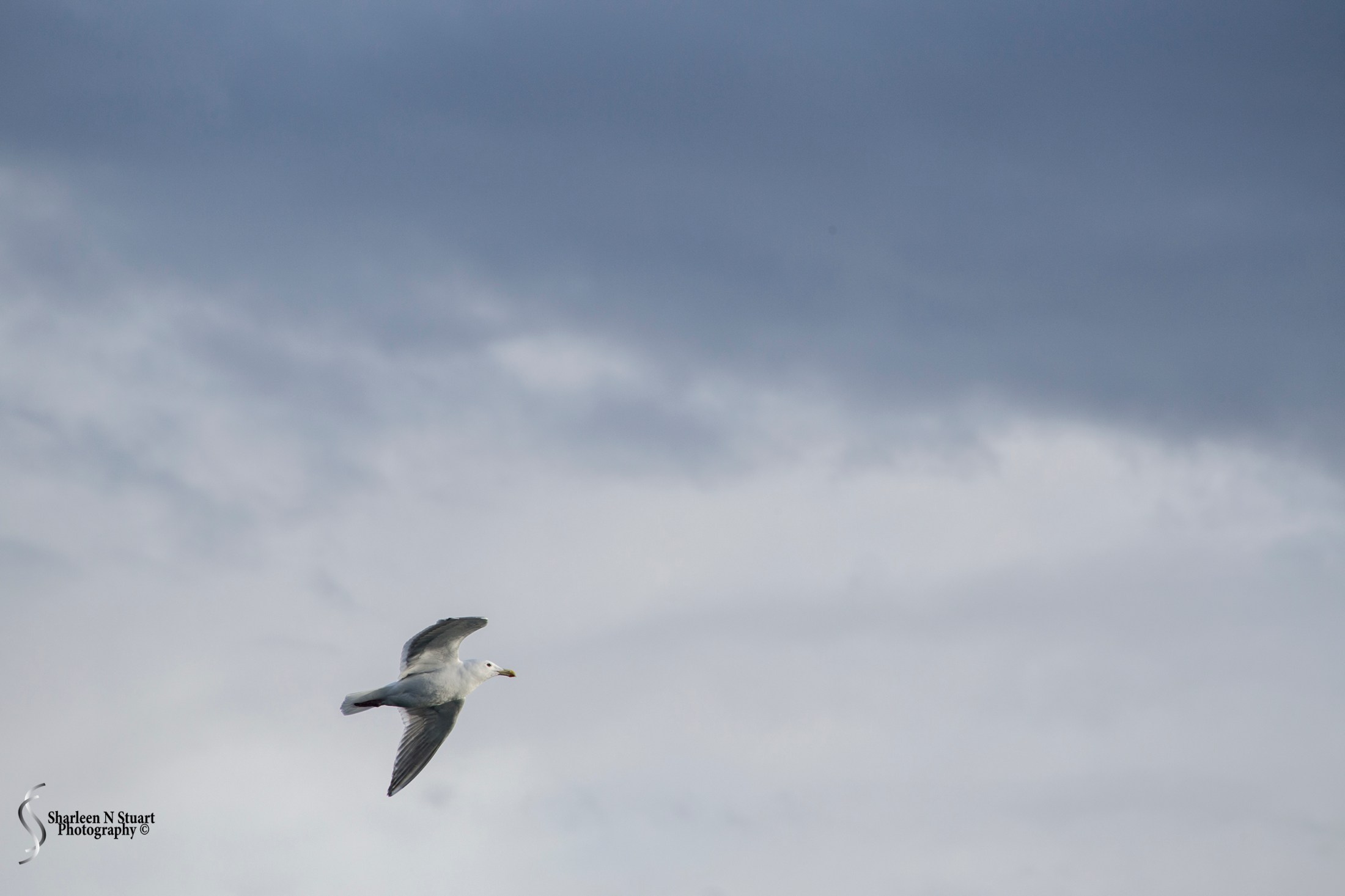 We had company along the start of the journey and when we stopped to pick up passengers at one of the islands