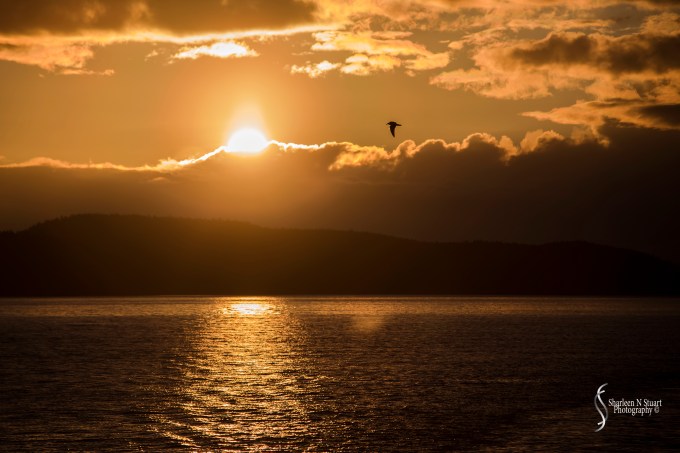 We are in the middle of no where when suddenly a bird flies into the sunset. That is really special for me.