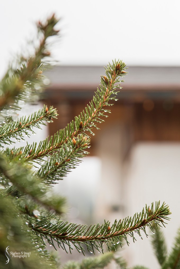 The leaves are the fir trees were covered in ice.