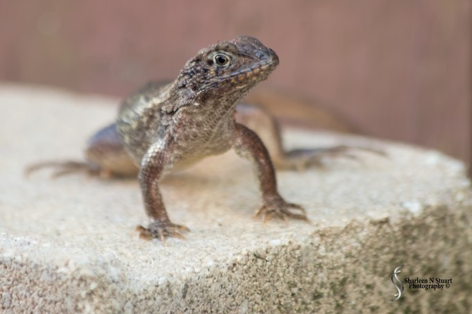 The simple pleasures in life can be found right at your back door. My suntanning Curly Tail Lizard