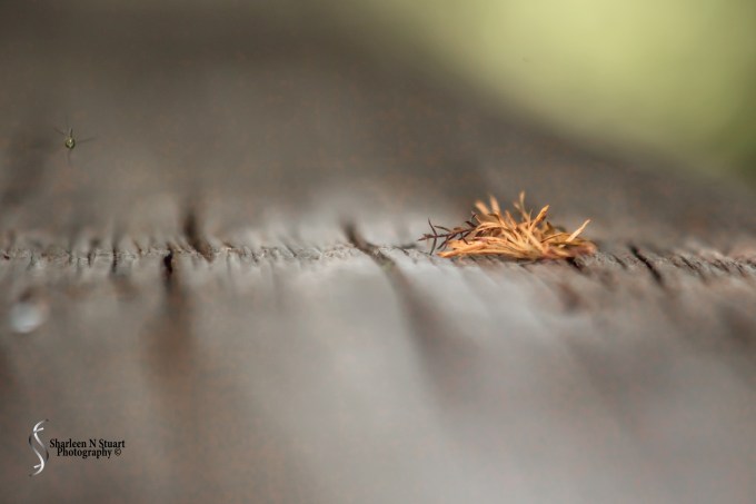 Leaf on the boardwalk