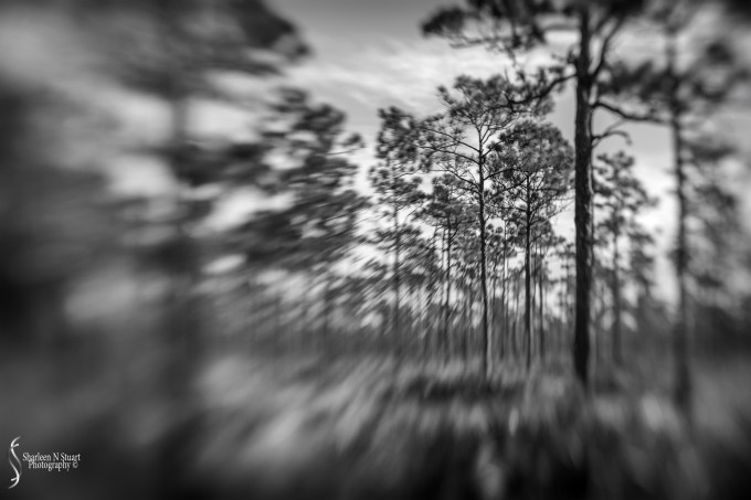 Johnathon Dickinson State Park: October 15, 2016 3763