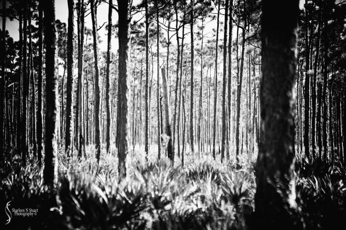 Johnathon Dickinson State Park: October 15, 2016 3767