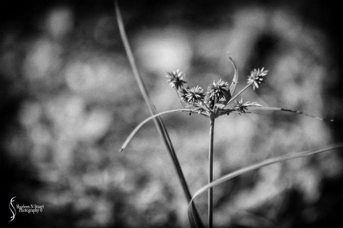 Johnathon Dickinson State Park: October 15, 2016 3782